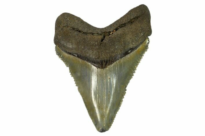 Serrated, Juvenile Megalodon Tooth - Georgia #115711